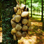 Handmade Panji White Fruit Seed Shell Hand Bell