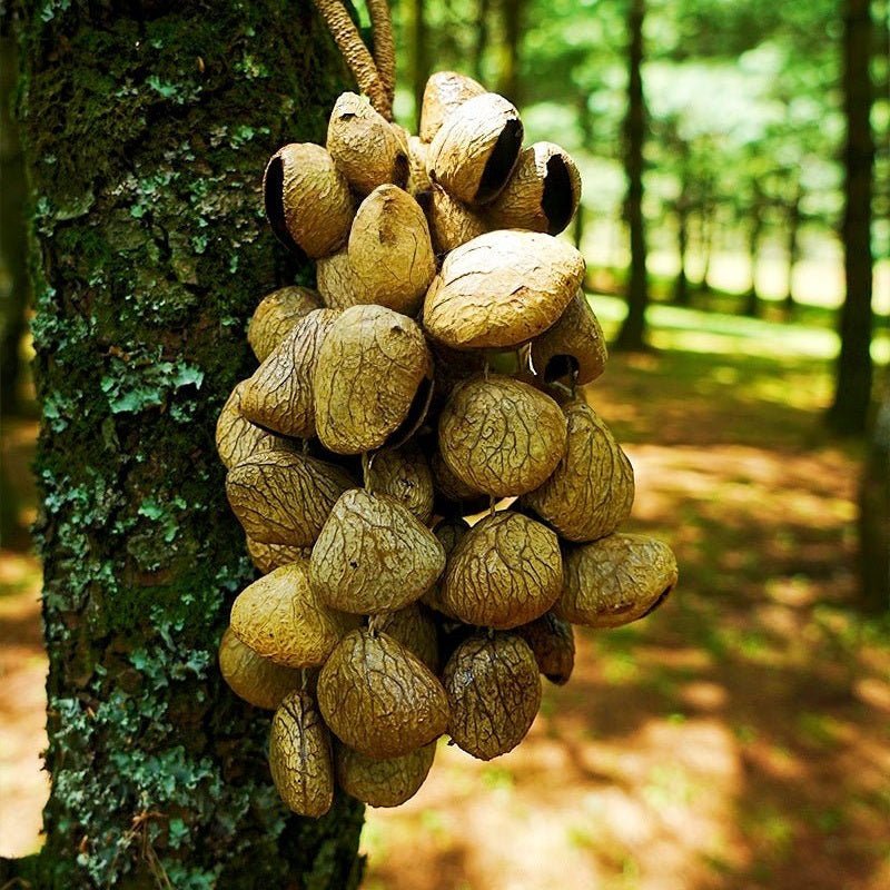 Handmade Panji White Fruit Seed Shell Hand Bell