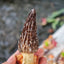 Handcrafted Real-Mushroom Fridge Magnets – Nature Preserved in Art