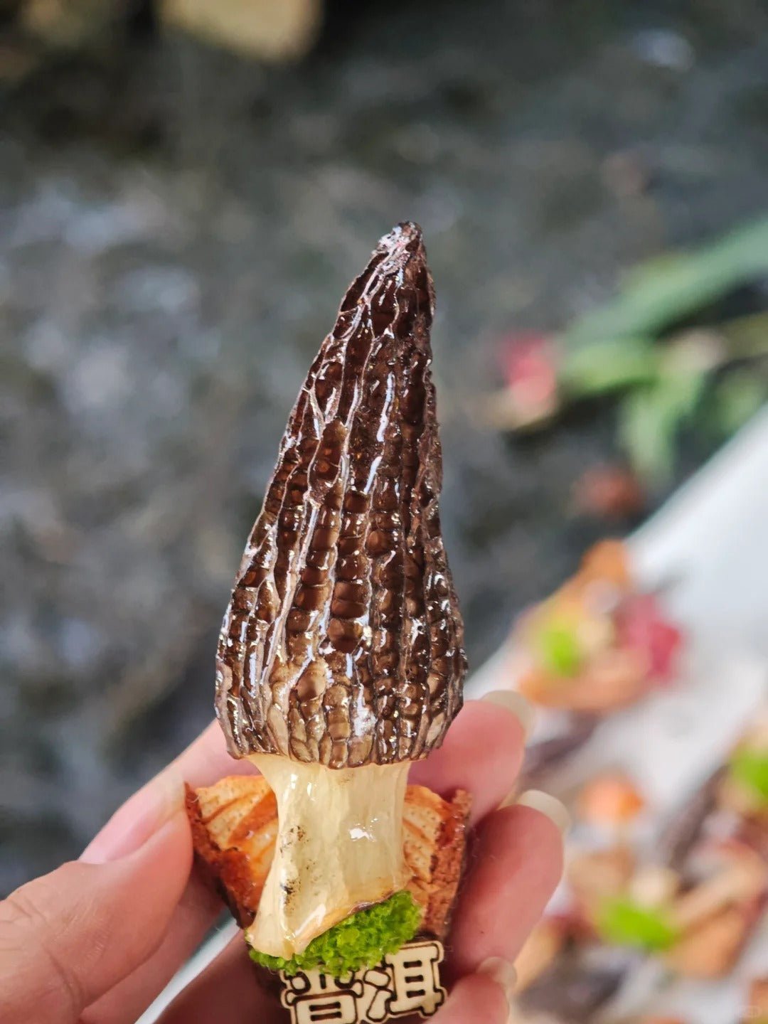Handcrafted Real-Mushroom Fridge Magnets – Nature Preserved in Art