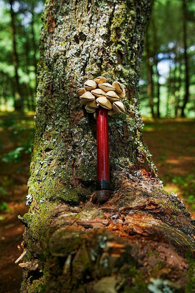 Handmade Chacha Oleander Seed Pod Wooden Handle Shaker