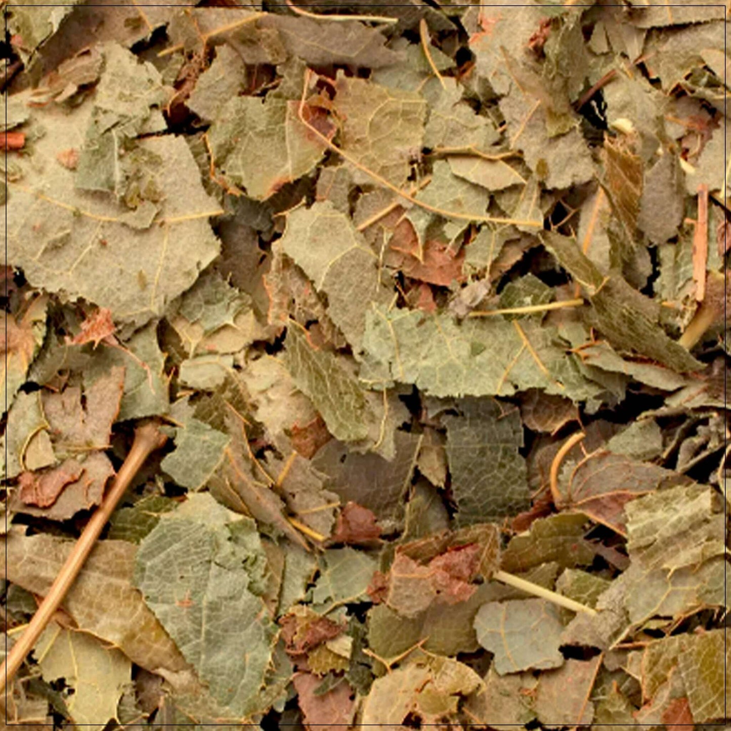 Extracto Premium de Epimedium