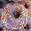 Gluten Free Vegan Donuts - Vanilla & Chocolate