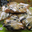 Scone Keto aux Myrtilles Sauvages - Sans Gluten & Végétalien