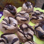 Keto Mini Mocha Chip Donut Rings - Sugar Free & Vegan Treat