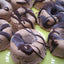 Keto Mini Mocha Chip Donut Rings - Sugar Free & Vegan Treat