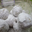 Biscuits de mariage mexicains sans gluten - Végétaliens et sans produits laitiers