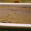 Pan de Té Verde Matcha Alto en Proteínas - Vegano y Sin Gluten