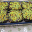 Forfaits de fête de Thanksgiving - Desserts sans gluten et véganes