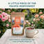 Rose City Rooibos Organic Loose Leaf Tea