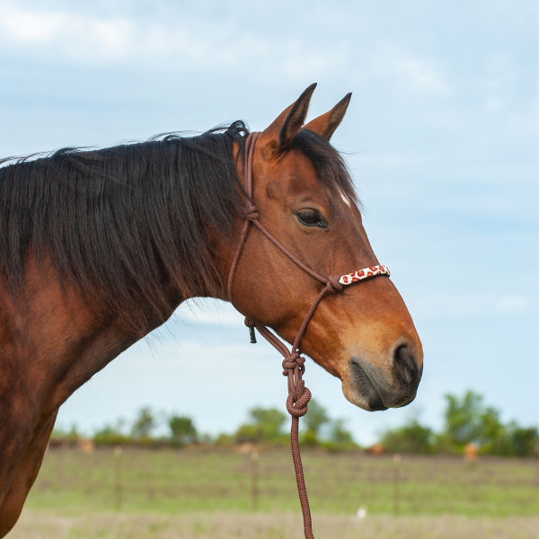 Elegant Brown Cheetah Print Halter with Lead Rope - Korvel