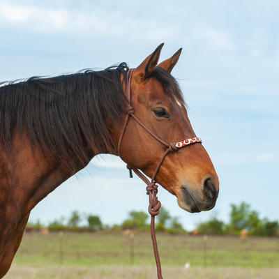 Elegant Brown Cheetah Print Halter with Lead Rope - Korvel