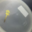 Active Glow Premium Majesty Disc Golf Driver