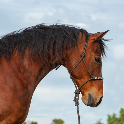 Elegant Grey Cheetah Halter with Lead Rope - Korvel