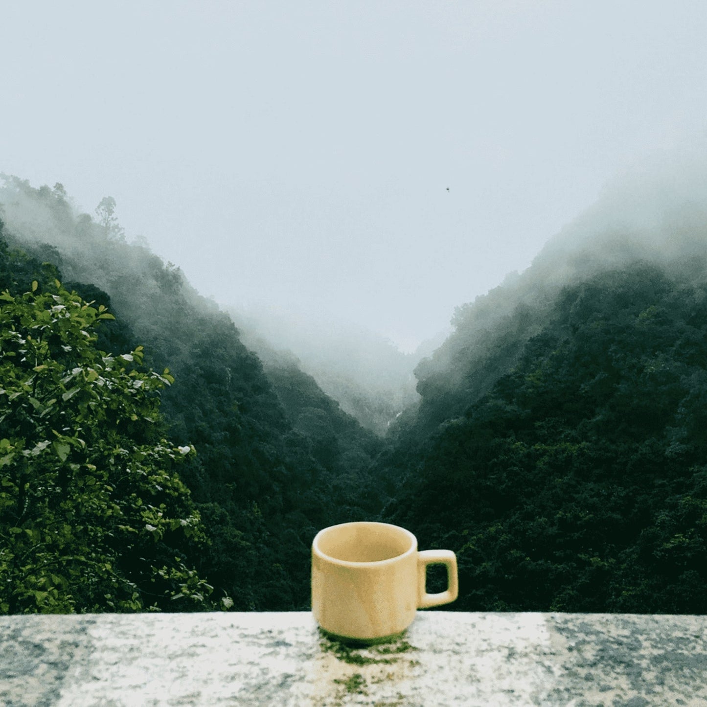 Greek Mountain Tea with Sage & Lemon Verbena – Immune-Boosting Herbal Blend