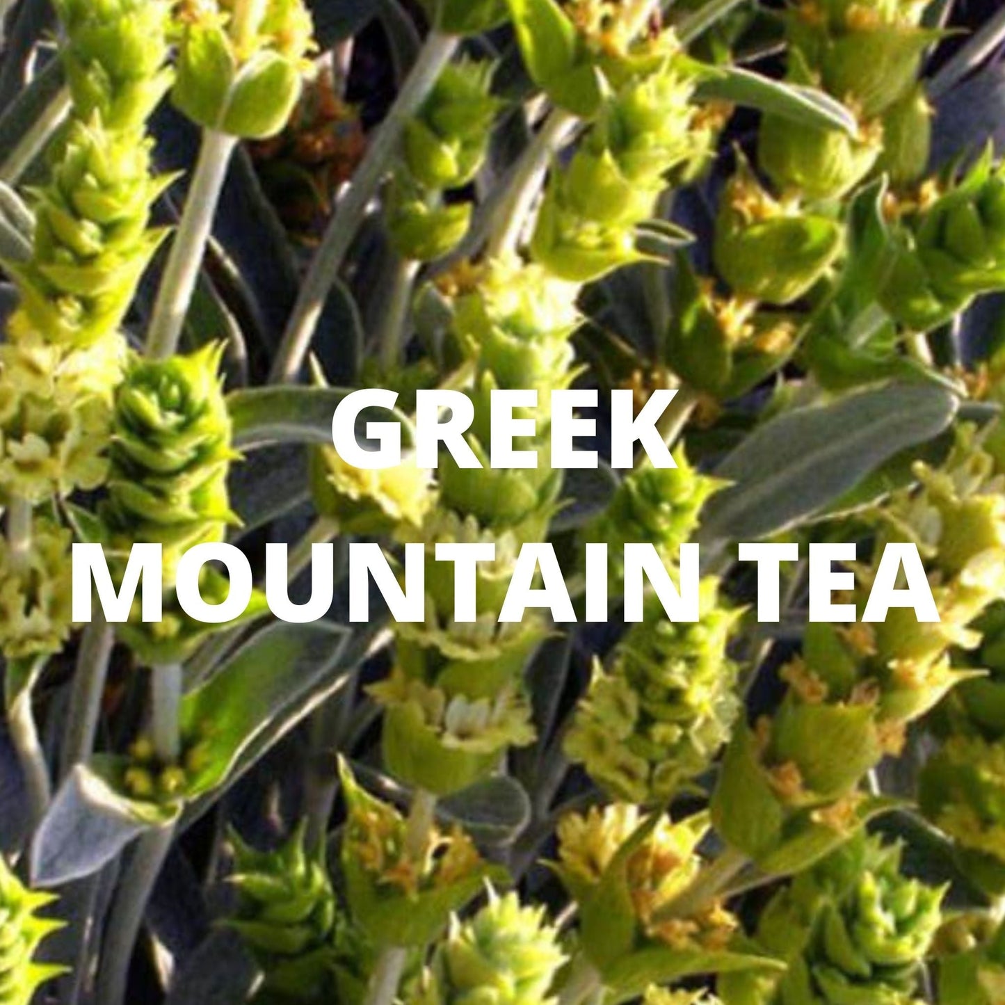 Greek Mountain Tea with Sage & Lemon Verbena – Immune-Boosting Herbal Blend