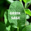 Greek Mountain Tea with Sage & Lemon Verbena – Immune-Boosting Herbal Blend