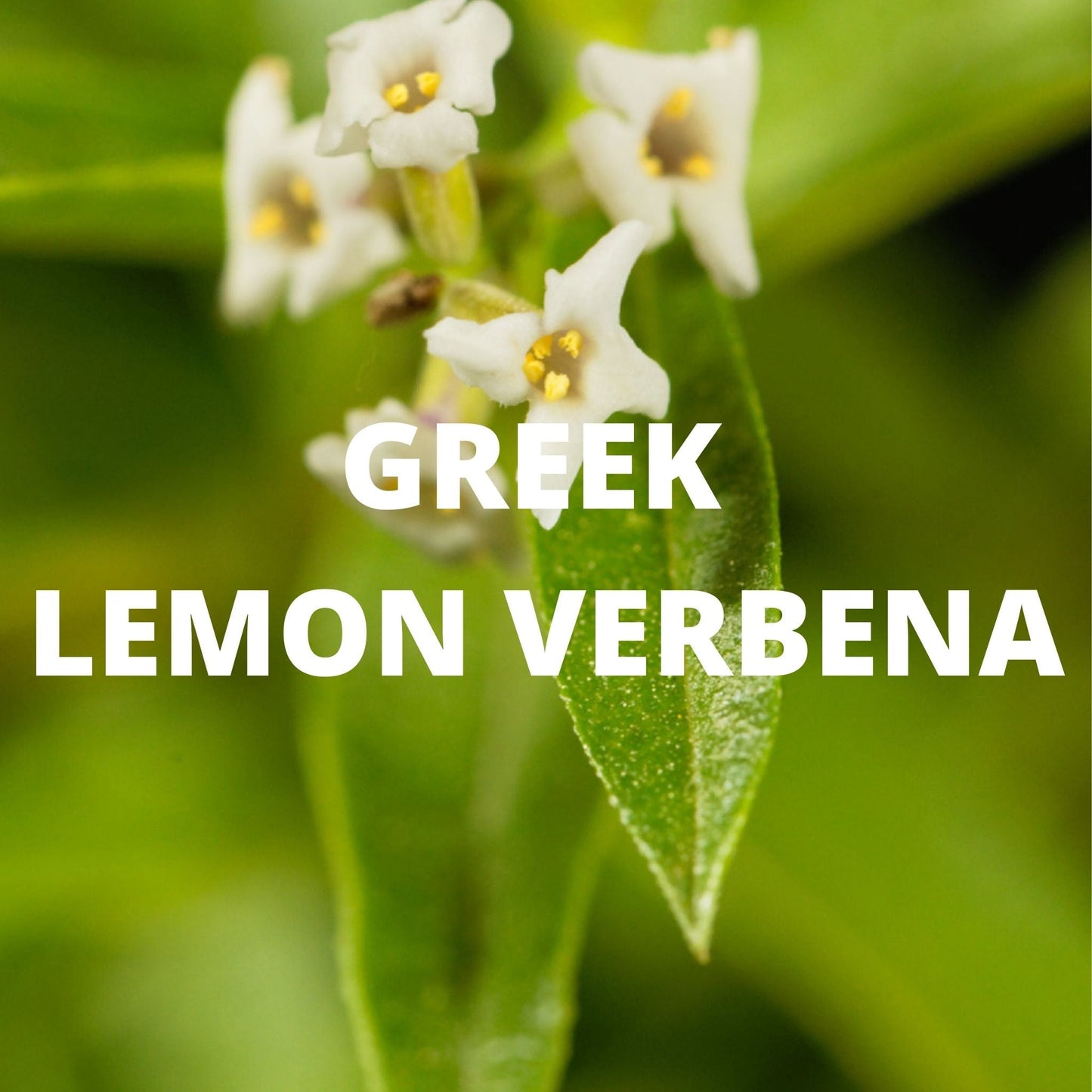 Greek Mountain Tea with Sage & Lemon Verbena – Immune-Boosting Herbal Blend