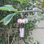 Campanas de Viento de Vidrio Pintadas a Mano Estilo Japonés Sakura