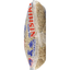 Riz Brun Premium Nishiki