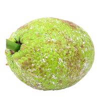 Premium Fresh Breadfruit