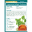 Thé Herbal Délice de Menthe Poivrée Bio - Sans Caféine