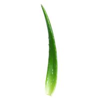 Premium Aloe Vera Leaf Moisturizer