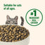 Rachael Ray Nutrish Real Chicken & Brown Rice Dry Cat Food - 6 lb