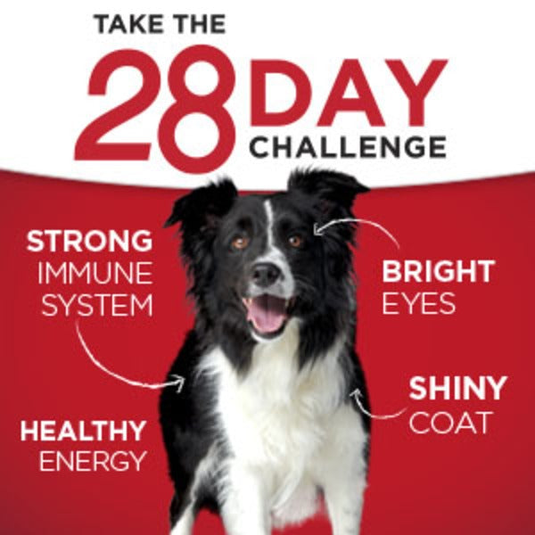 Purina ONE SmartBlend Nourriture pour chiens à poids santé - Agneau et riz brun