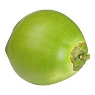 Premium Green Coconut in Husk