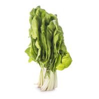 Premium Fresh Chard - Vibrant and Nutritious Greens