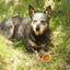 Redbarn Roofle Maple Flavor Dog Treats