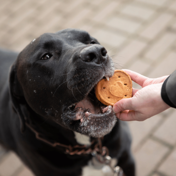 Blue Dog Bakery More Crunch, Assorted Flavors, Large Dog Treats
