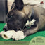 RedBarn Filled Bone Beef Flavor - Large