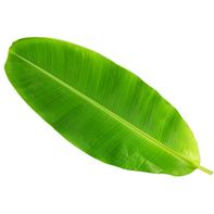 Premium Banana Leaves for Culinary Creations
