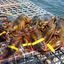 Homard vivant du Maine – Frais, provenant de sources durables, livré en une nuit