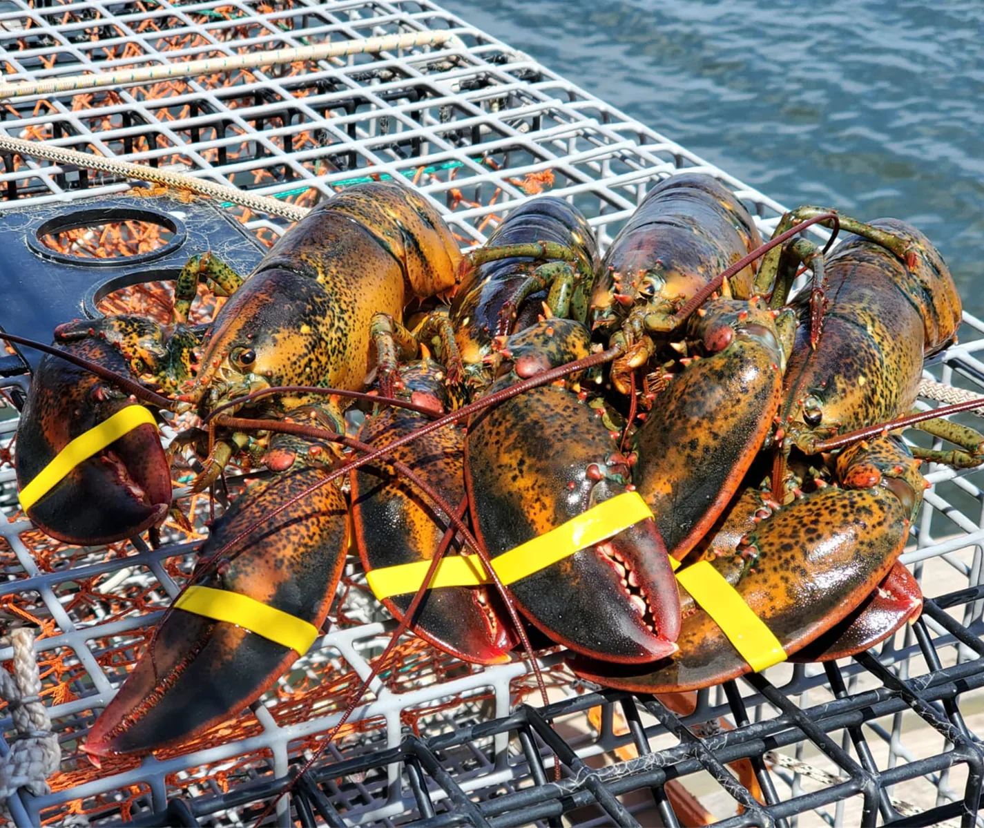 Homard vivant du Maine – Frais, provenant de sources durables, livré en une nuit