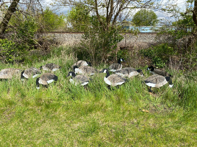 Magnum Lite 3D Canada Geese Decoys
