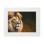 Majestic Lion Fine Art Print with Passepartout Frame