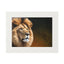 Majestic Lion Fine Art Print with Passepartout Frame