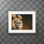 Majestic Lion Fine Art Print with Passepartout Frame