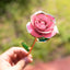 Rose Cadeau Exquise Plaquée Or 24K