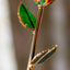 Rose Cadeau Exquise Plaquée Or 24K