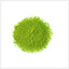 Thé Matcha Premium - Poudre de Thé Vert Japonais Authentique
