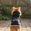 Hoodie pour chat légèrement hostile – Noir