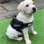 Harnais de sécurité premium pour chiens pour des promenades confortables