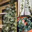 Modern Eucalyptus Leaves Garland for Elegant Decor