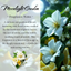 Nurturing Cancer Zodiac Crystal Candle with Green Fluorite & Rose | 9oz Coconut-Soy Wax - Korvel