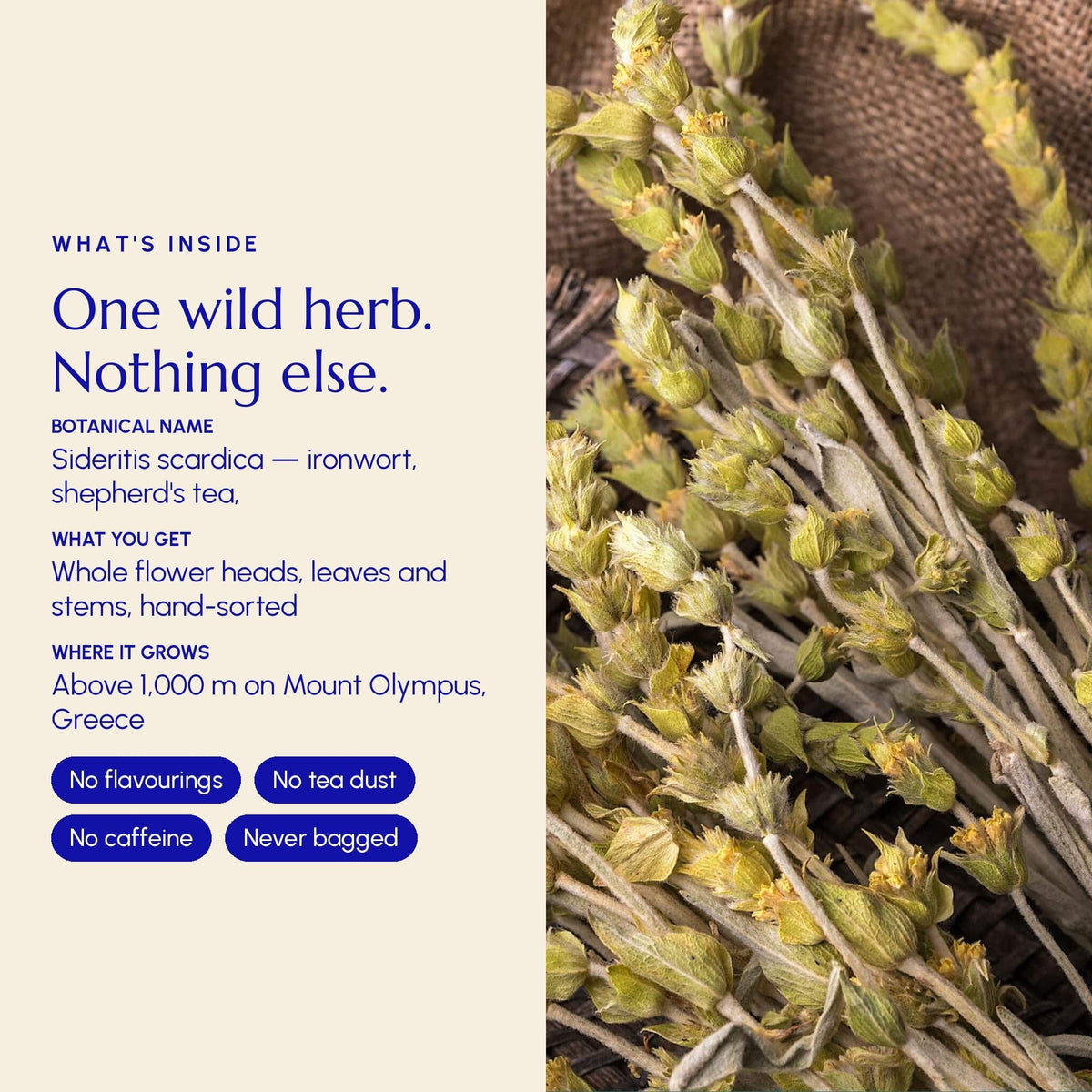 Premium Greek Mountain Tea – Wildcrafted Sideritis Scardica (Loose Leaf)