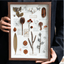 Cabinet de la Nature - Art en Boîte d'Ombre avec Spécimens Botaniques Réels
